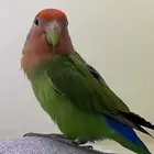 روز أليف