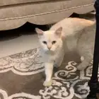 حي المشهد