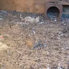 قطا