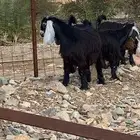 جفار مقاني معرفات