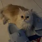 قطه للتبني مع كامل ملحقاتها