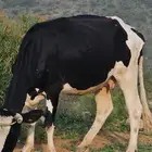 بقره هولنديه ام ثاني