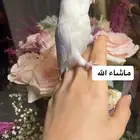 للبيع ببغاء روز الاليف