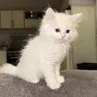 قطه صغيره للبيع
