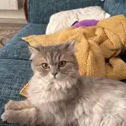 قطة انثى للتزاوج