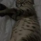 قطه صغيره