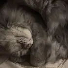 قط شيرازي