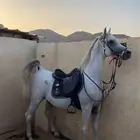 حصان واهو بي ورق شيخ