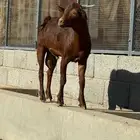 تيس تهامي فحل