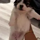 جراء مالتيز وشيواوا للبيع
