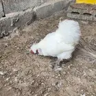 ديك قطني