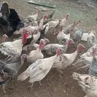 دجاج رومي