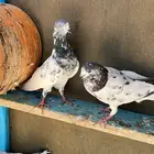 حمام باكستاني