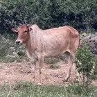 بقر بلدي مناتيج اولادها كبار