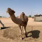 بعير احمر للبيع