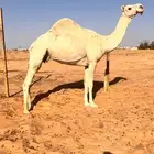 لقحات للبيع