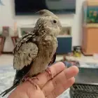 فرخ كروان هولندي - بداية فطام - نهاية غر
