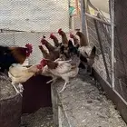 ديك و 12 دجاجة