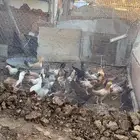 السلام عليكم دجاج بشاير العمر من 5 شهور الى 6شهور عالسوم