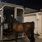 حصان واهو للبيع مستعجل
