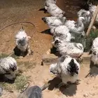 دجاج براهما و اصواص
