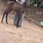 مهره