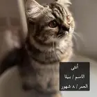 قطط للتبني ..