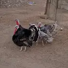 ديوك رومي