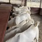 تيوس بلدددييي للبيع