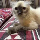 لقيت ذا القط ضايع بمروج الامير