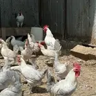دجاج فيومي ألمنيوم