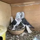 طحاين معقده وجوز ثلجي