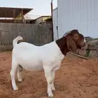 للبيع تيس بورقت بيور