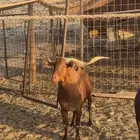 جدة حي الحرزات