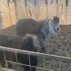 تيس فحل عارضي للبيع
