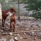 تيس للبيع