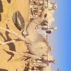 قعدان بريه لبانيه فل شحم