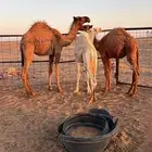 قعدان فاخره للبيع