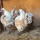 طقم كويتي هزاز فواخر قصار ومنتجين