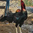 دجاج وديوك باكستاني للبيع
