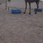 عشراء
