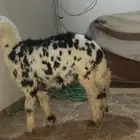 خروف نجدي