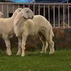 مشروع فحل حري صنف المجمعة