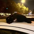 قطه للانقاذ مقابل كوفي ادم بالسامر