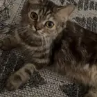 للبيع قطه صغيره
