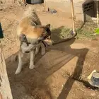 كلب هاسكي انثى للبيع