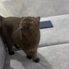قطة شوكلت سكوتش فولد للتبني