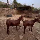 ماعز محايلي دهم فواخر