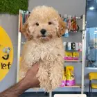 توي بودل انثى toy poodle