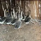 وز عراقي 6 شهور للبيع الدوادمي